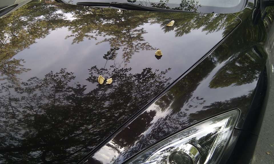 Древесная смола на кузове автомобиля